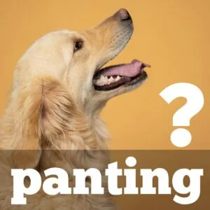 Why my dog is panting at night