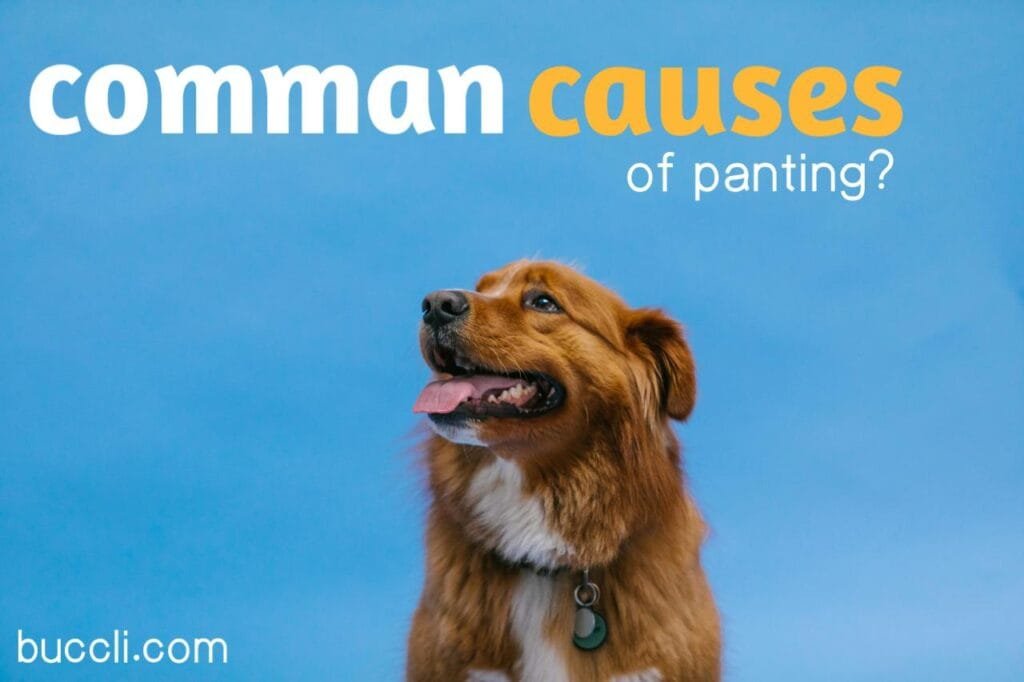 Causes of dogs panting at night