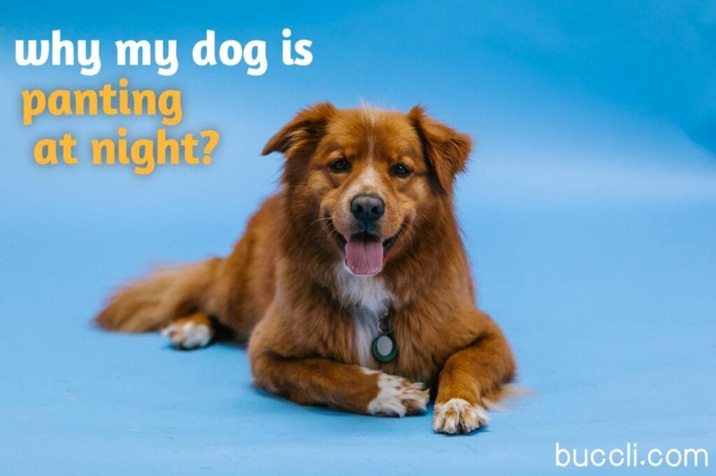 why is my dog panting at night