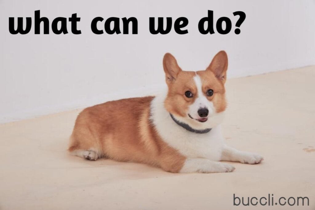 Why my dog is panting at night