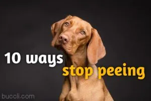 Ways to stop dog from peeing on rug