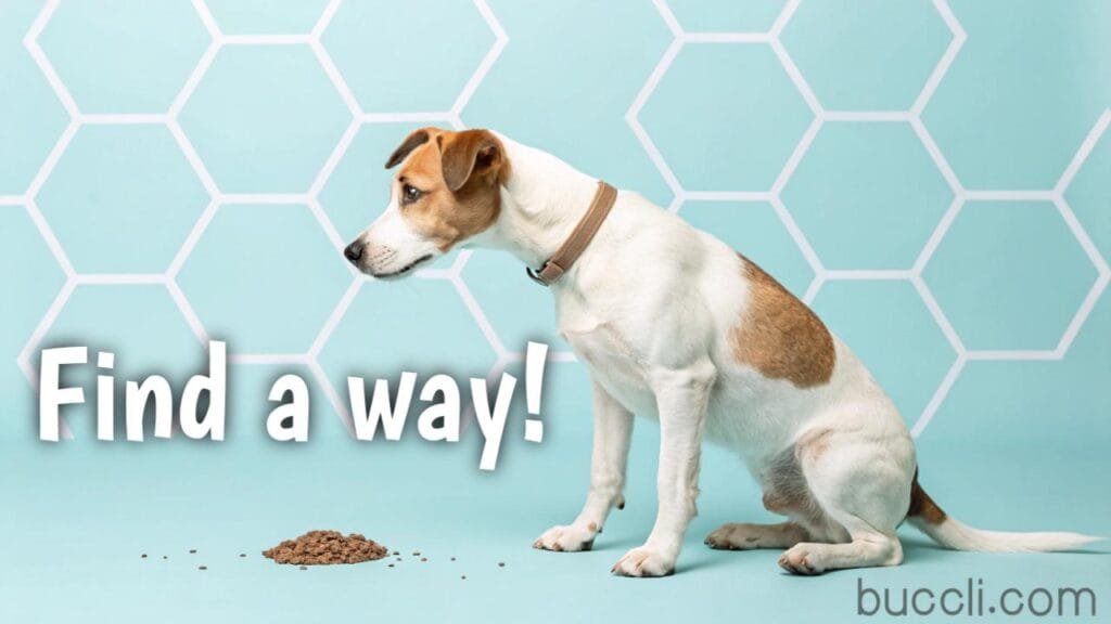 Solutions for your dog to stop too much pooping