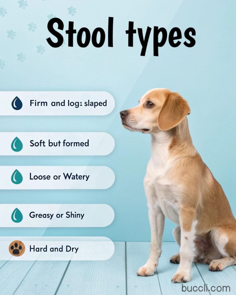 Dogs stool types