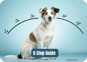 5 steps guide, How to make your dog forget or unlearn any trick, command or behavior
