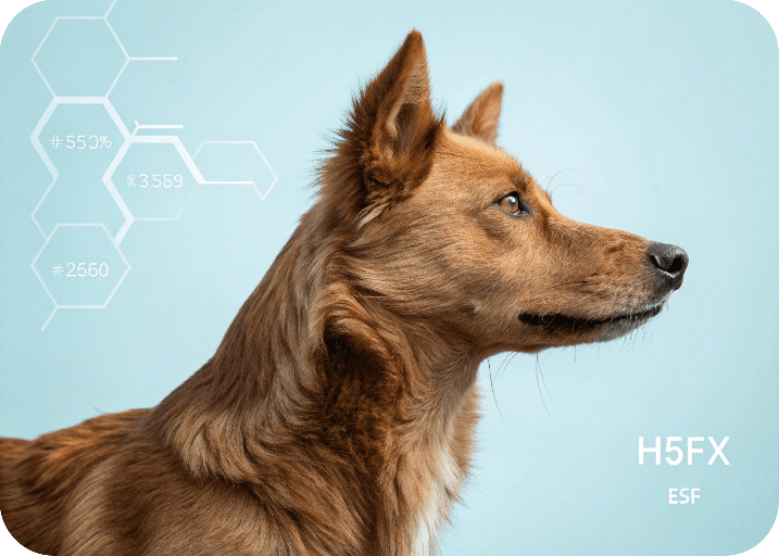 What type of dog is khamba dog