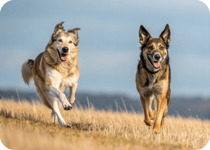 Khamba dog exercise, personality,care and diet