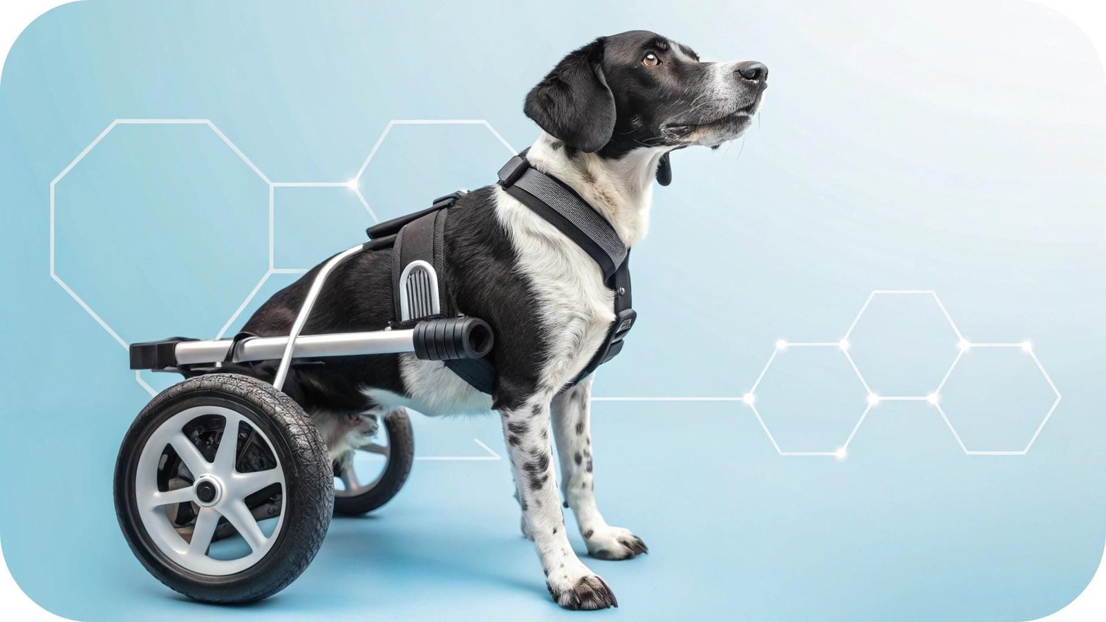 what causes sudden hind leg weakness in dogs