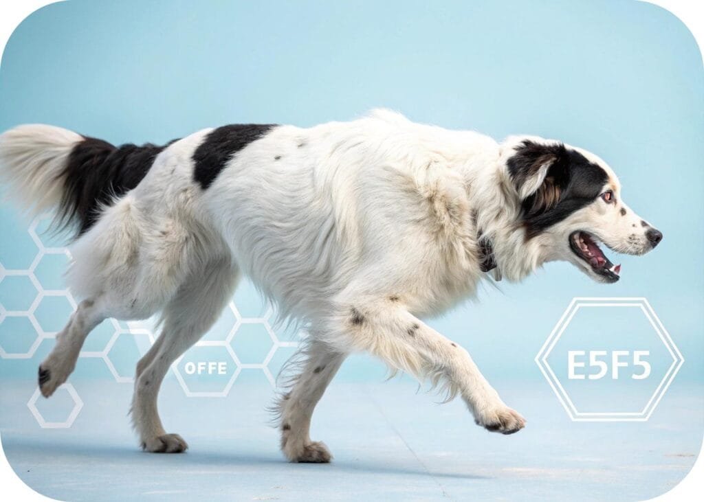 what causes sudden hind leg weakness in dogs