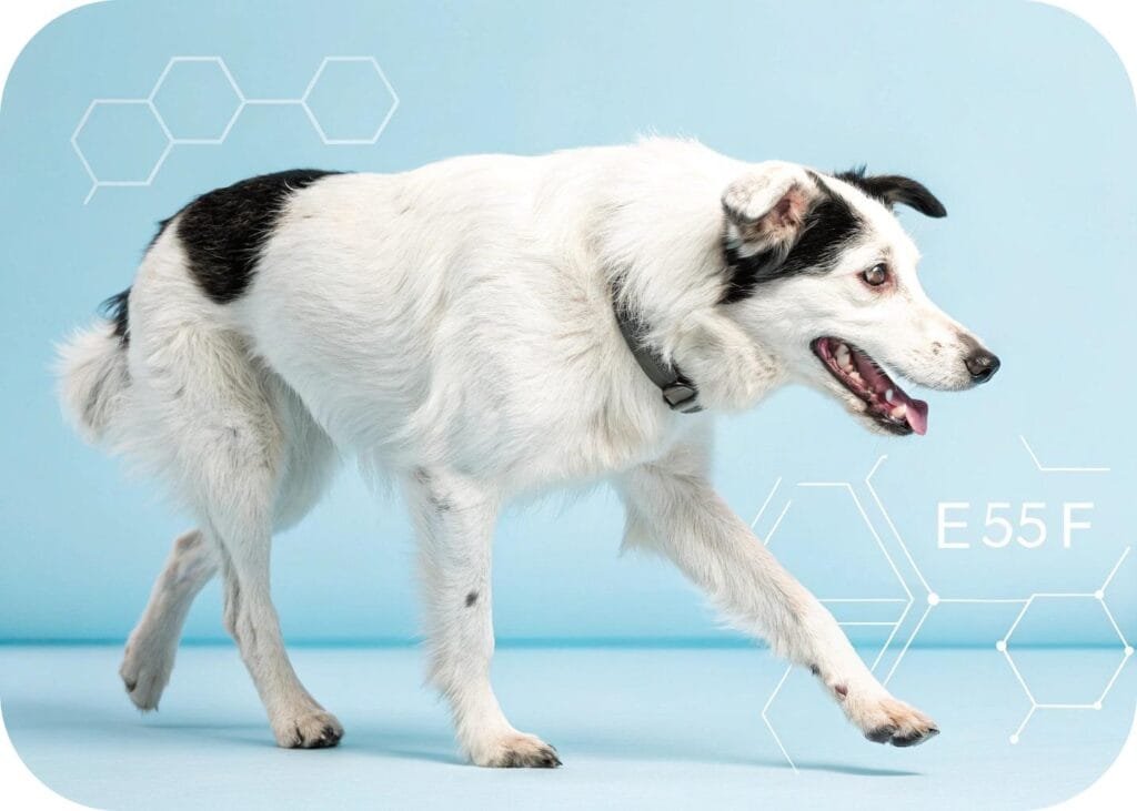 what causes sudden hind leg weakness in dogs
