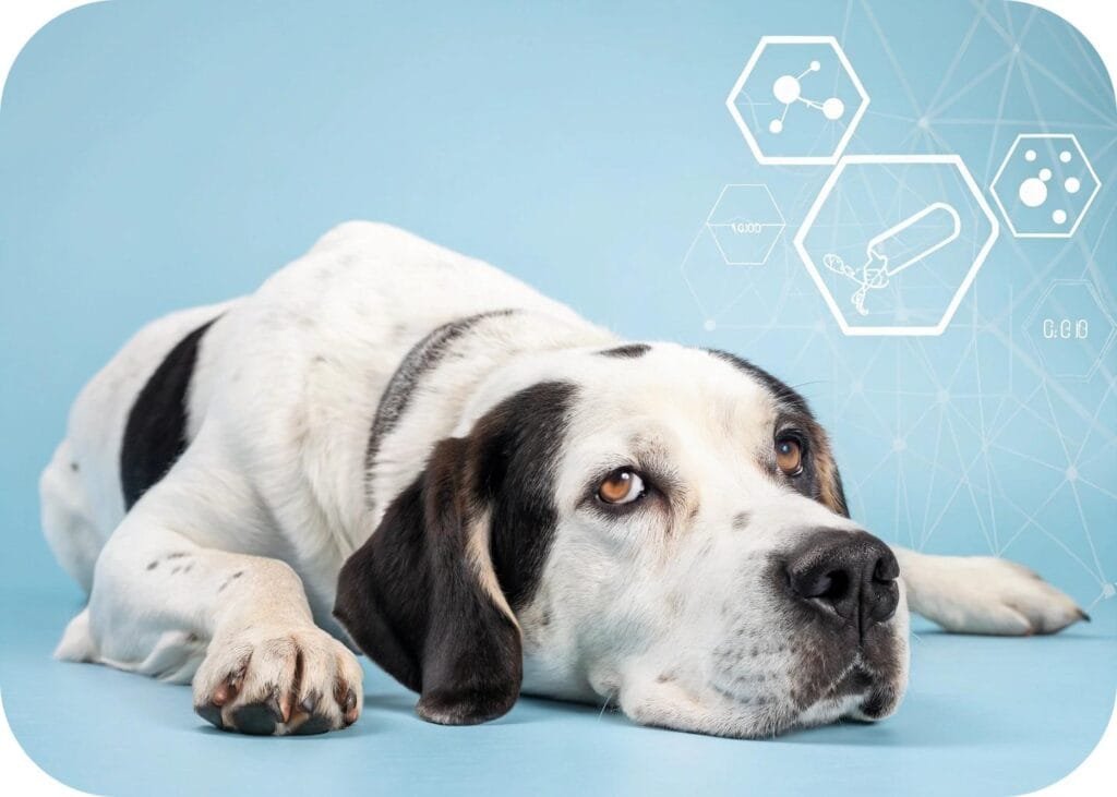 what causes sudden hind leg weakness in dogs