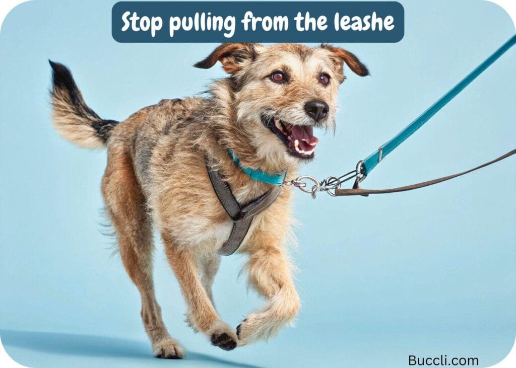Teaching your dog stop pulling from the leashe
