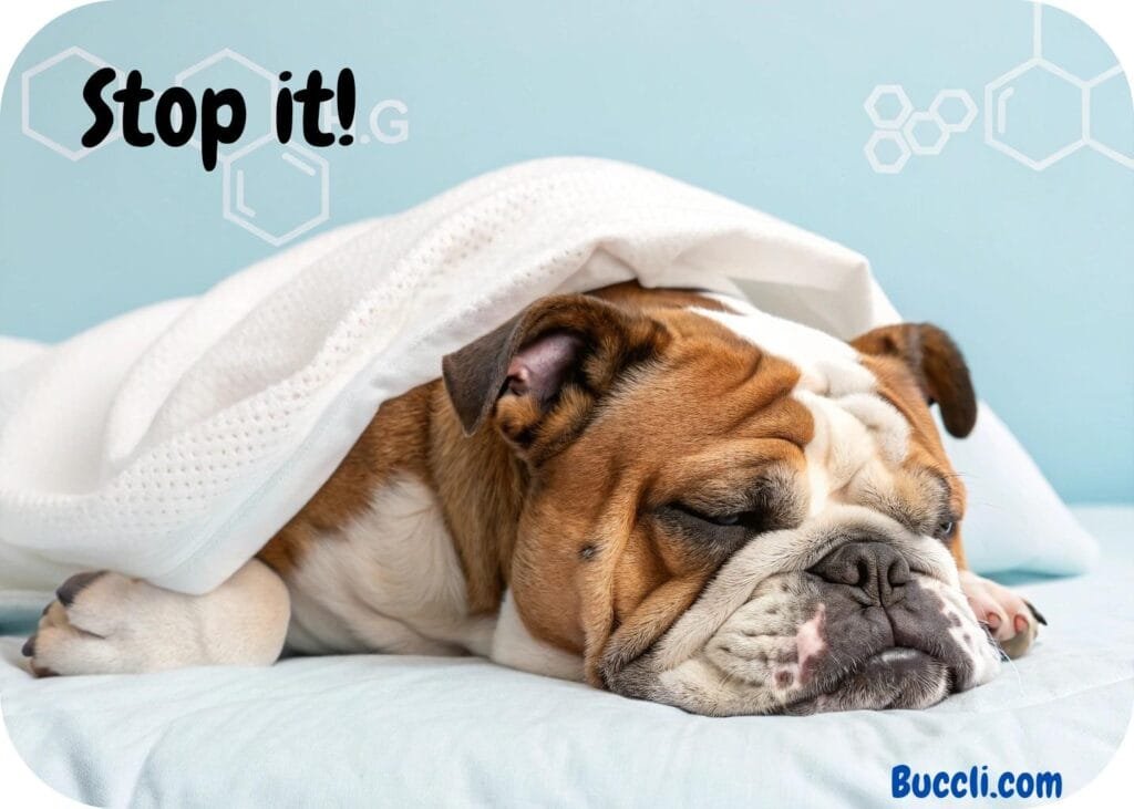 How to stop dog snoring