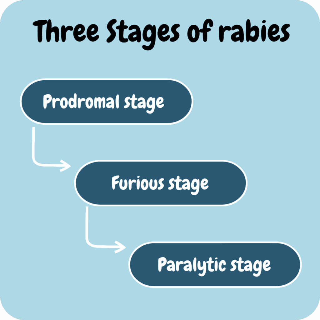 Three stages of rabies