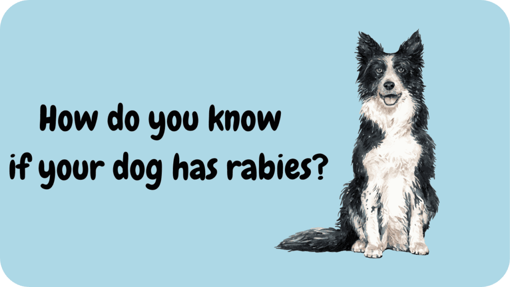 Symptoms of rabies